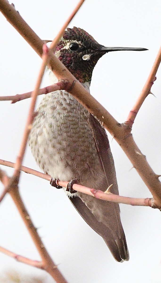 Anna's Hummingbird - ML645914993