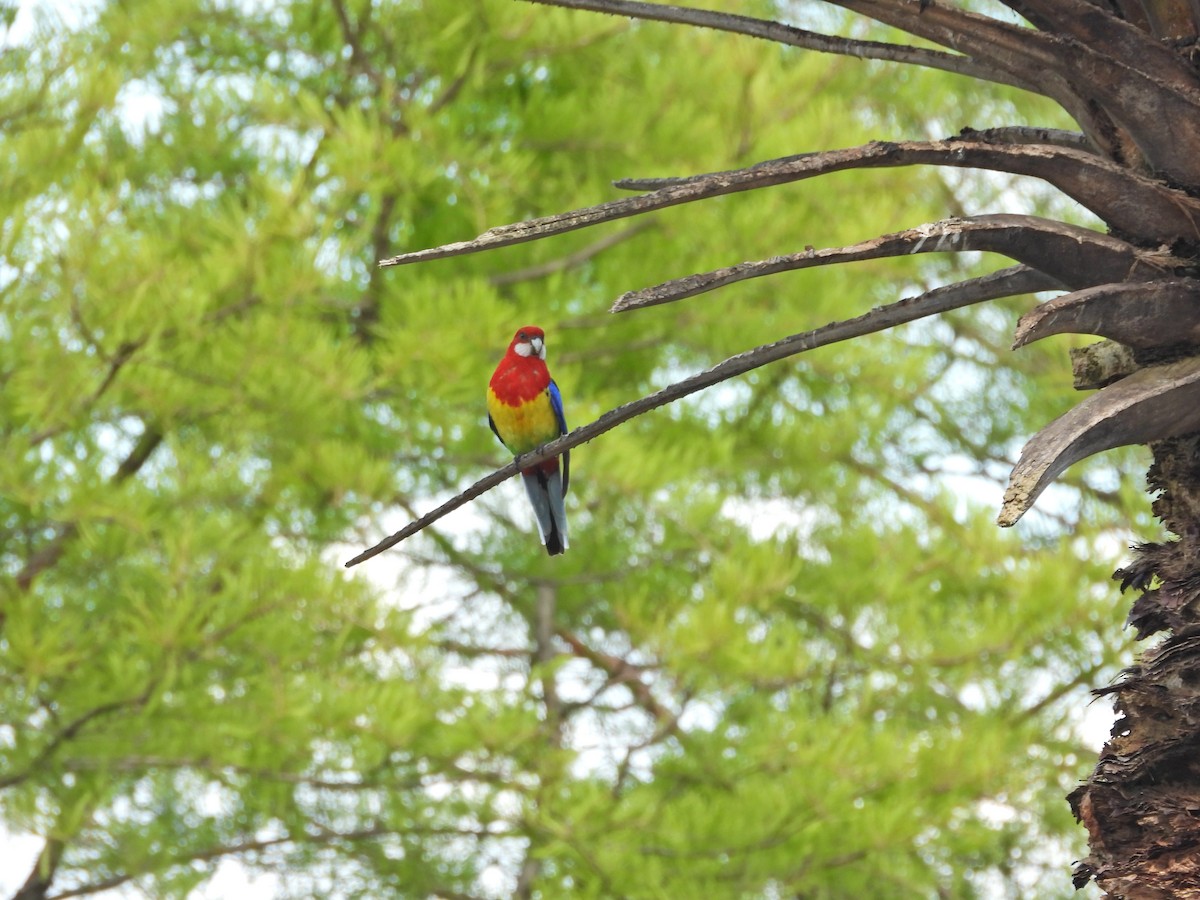 Eastern Rosella - ML645914997