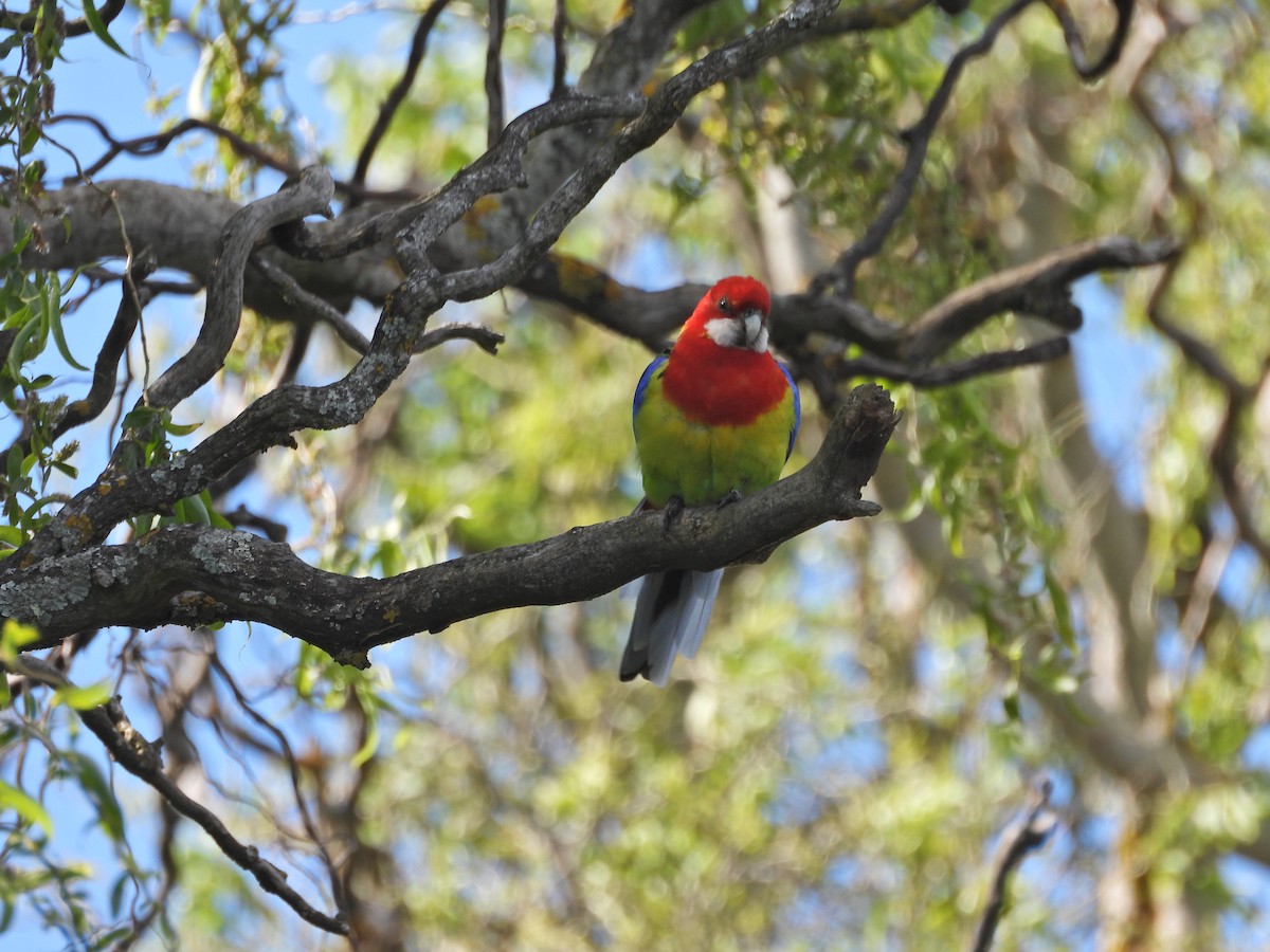 Eastern Rosella - ML645915003