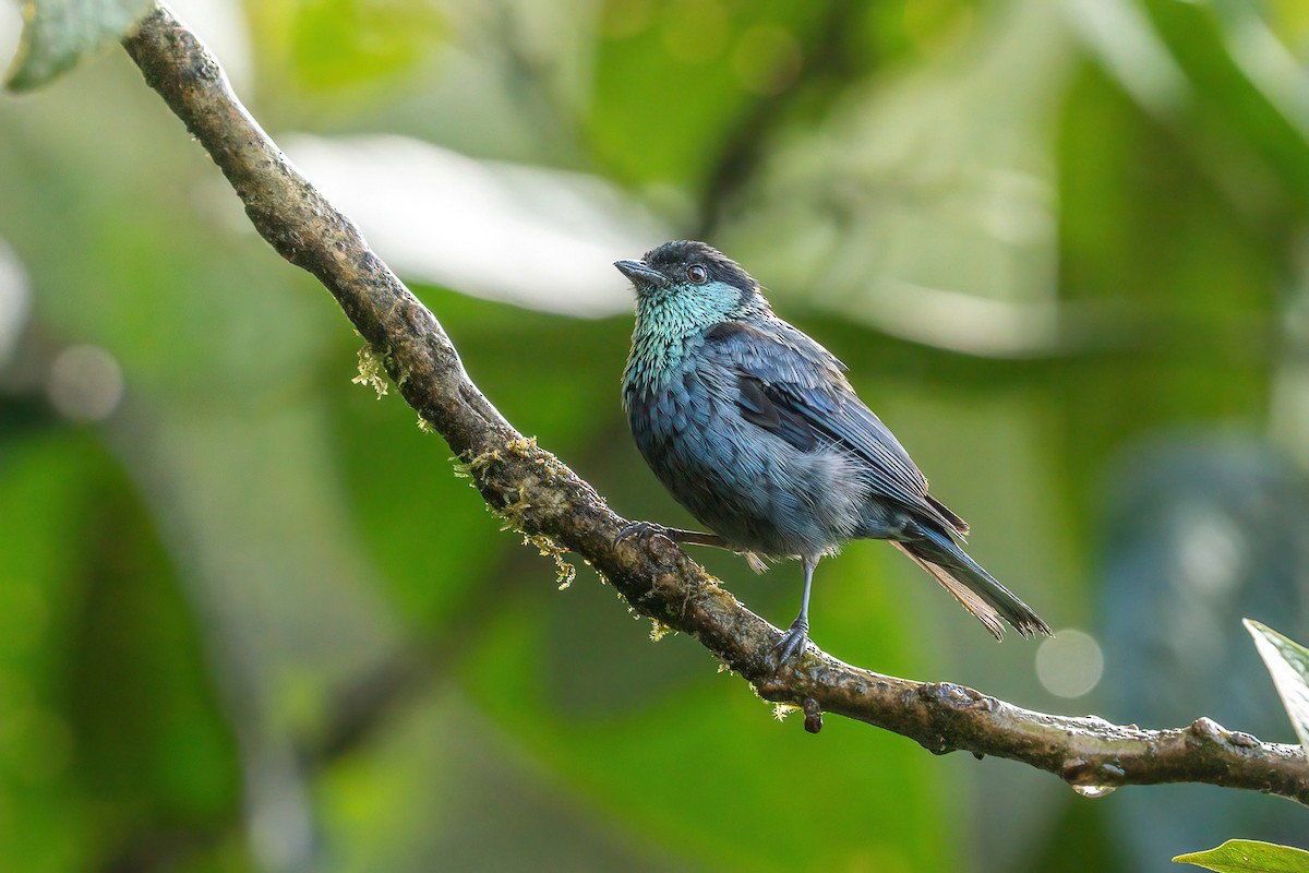 Black-capped Tanager - ML645915012