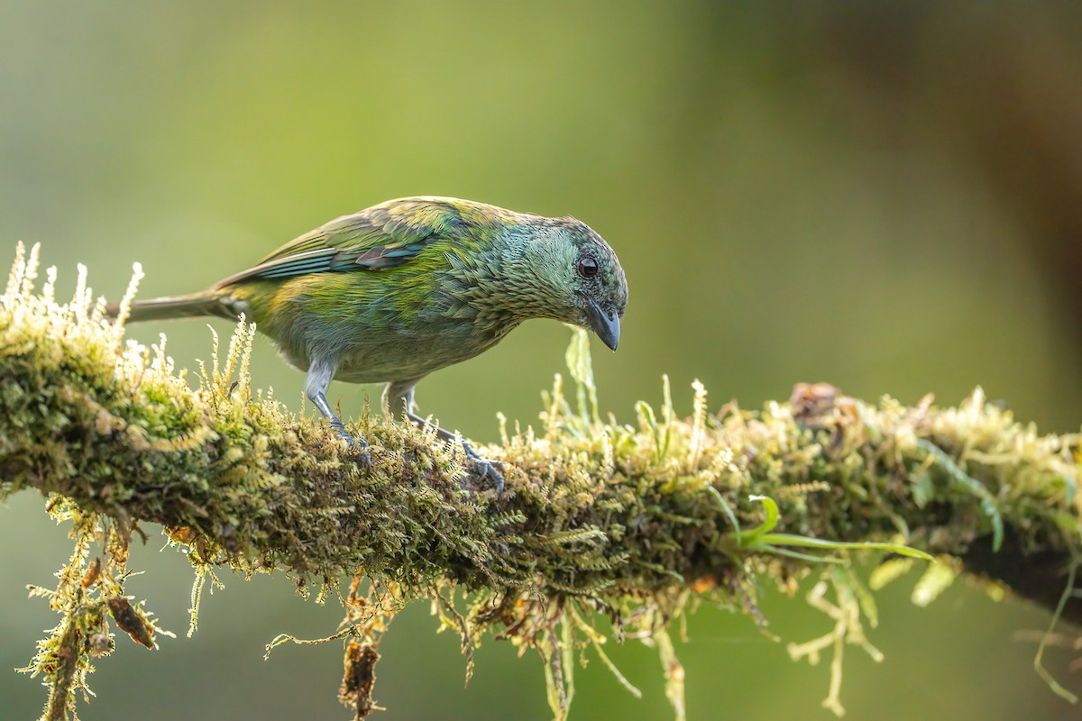 Black-capped Tanager - ML645915013