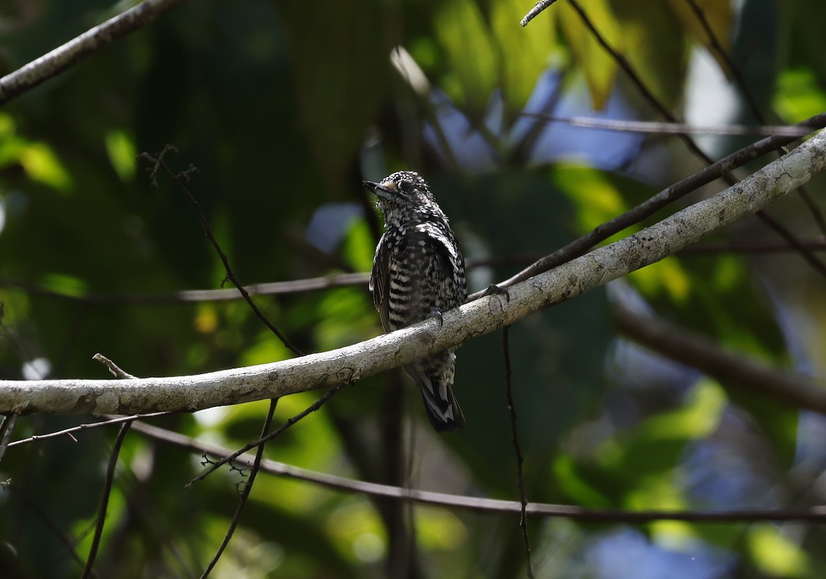 Perlenbrust-Zwergspecht - ML645915015