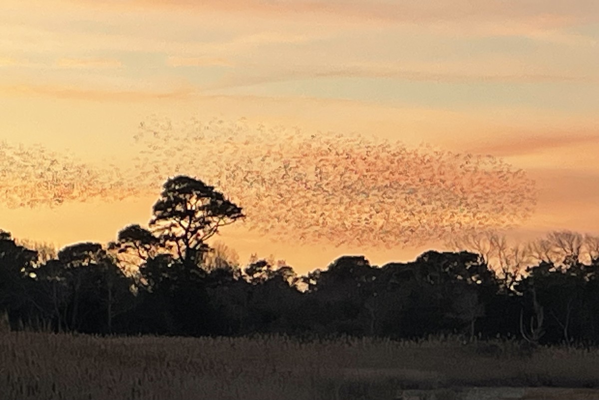 Common Grackle - ML645915024