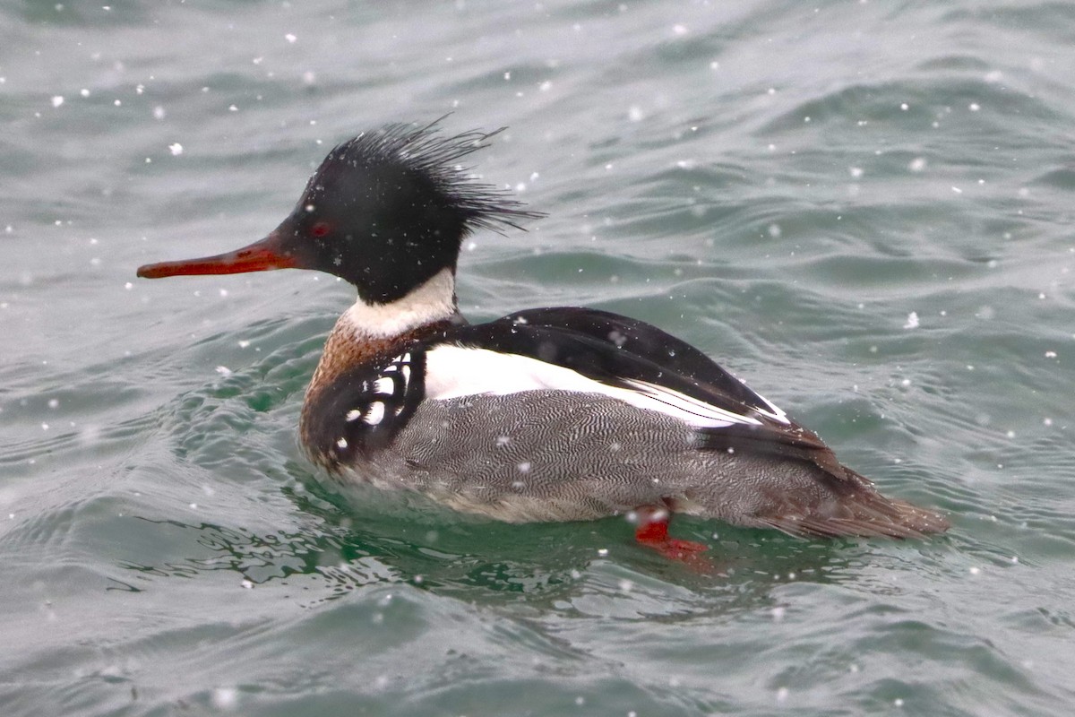 מרגון בינוני - ML645915027
