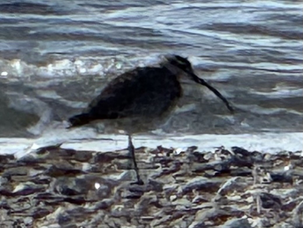 Hudsonian Whimbrel - ML645915036