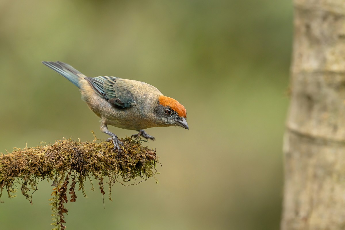 Scrub Tanager - ML645915038