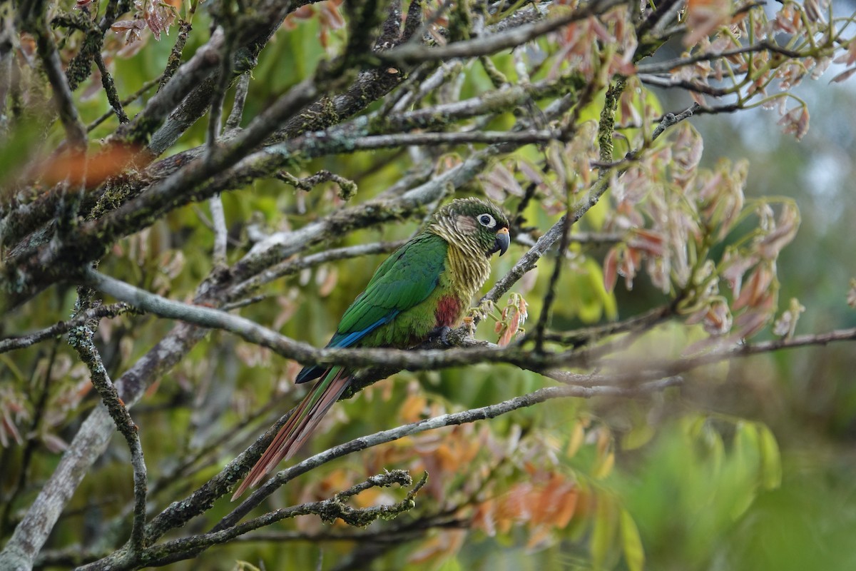 Maroon-bellied Parakeet - ML645915047
