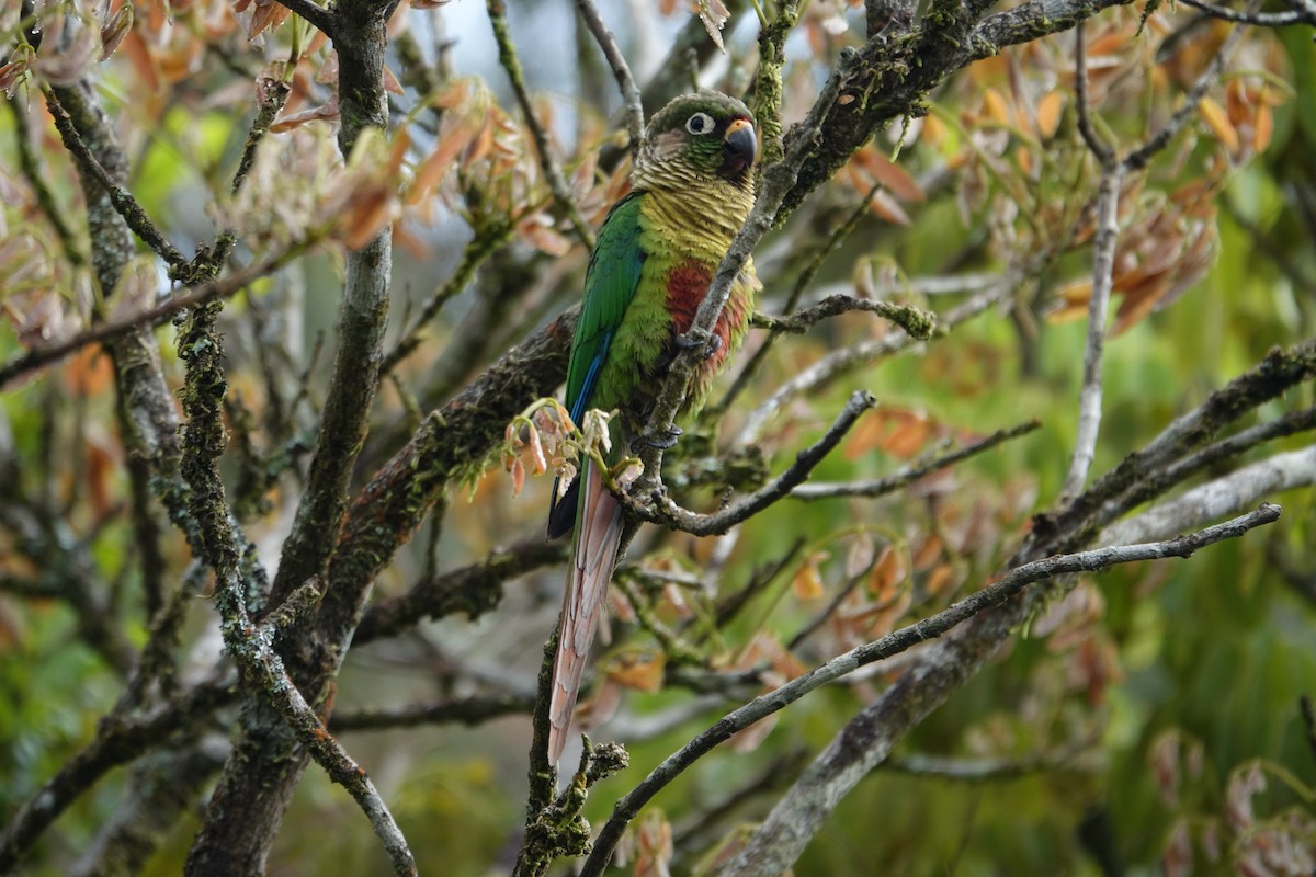 Maroon-bellied Parakeet - ML645915048