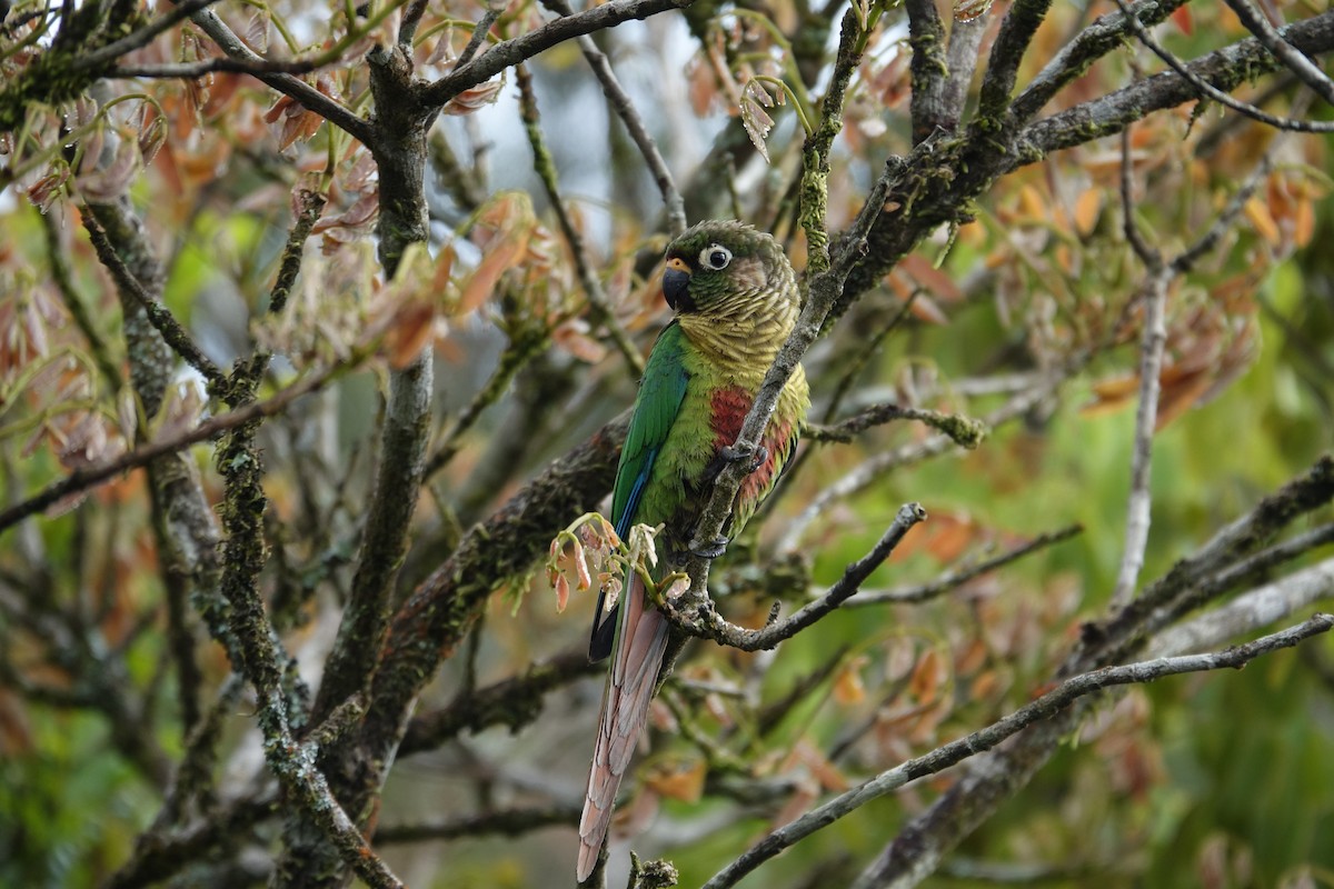 Maroon-bellied Parakeet - ML645915049