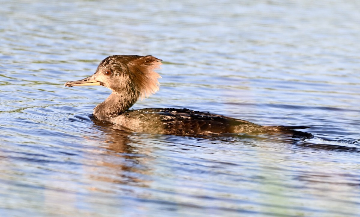 Hooded Merganser - ML645915050