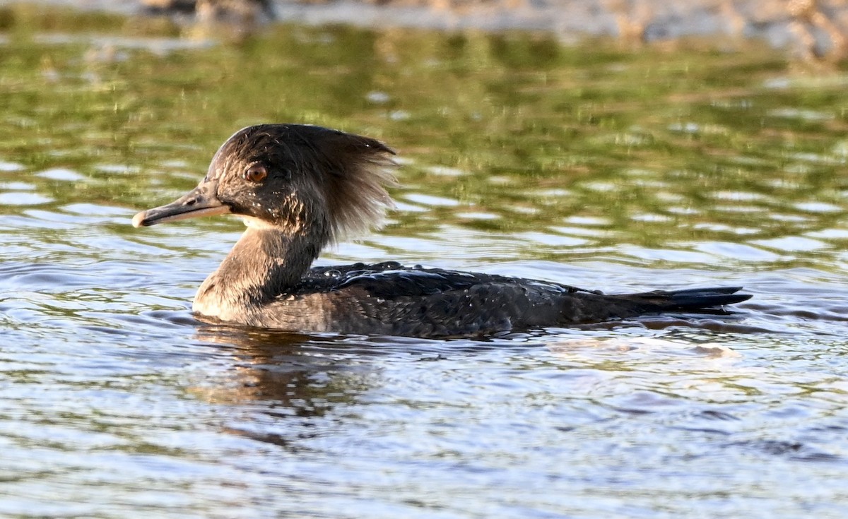 Hooded Merganser - ML645915051