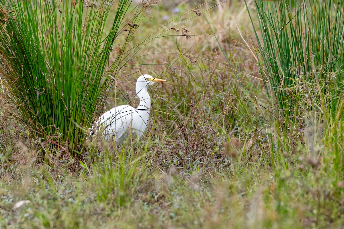 Plumed Egret - ML645915052