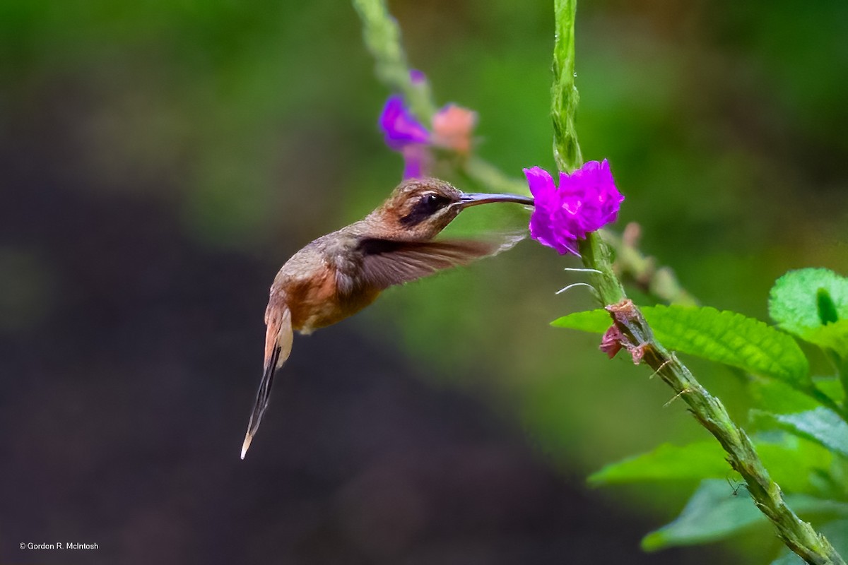 Stripe-throated Hermit - ML645915054