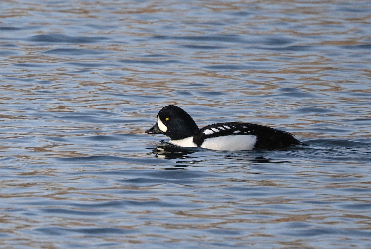 Barrow's Goldeneye - ML645915057