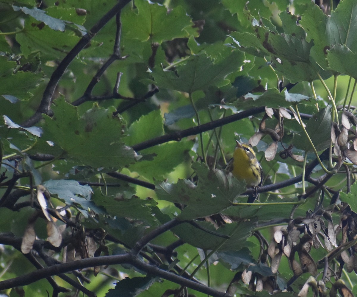 Reinita Gorjinaranja - ML645915067