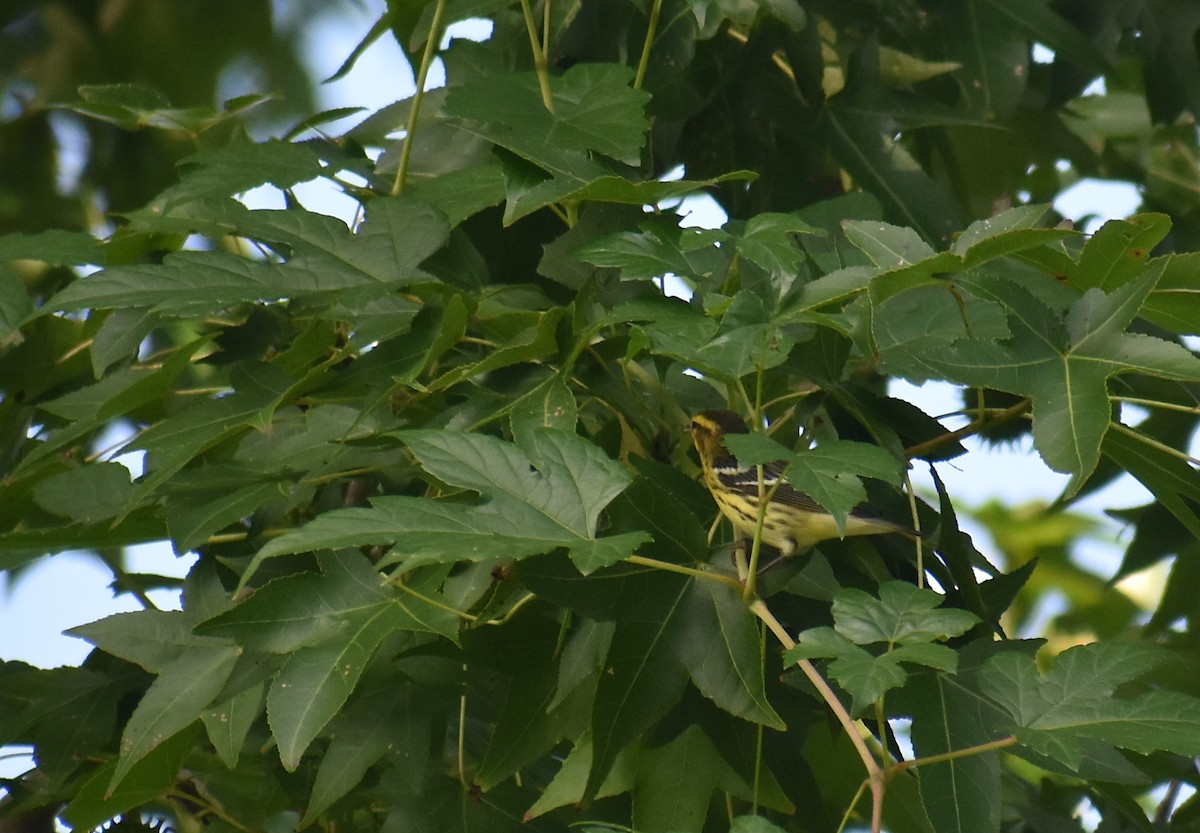 Reinita Gorjinaranja - ML645915070