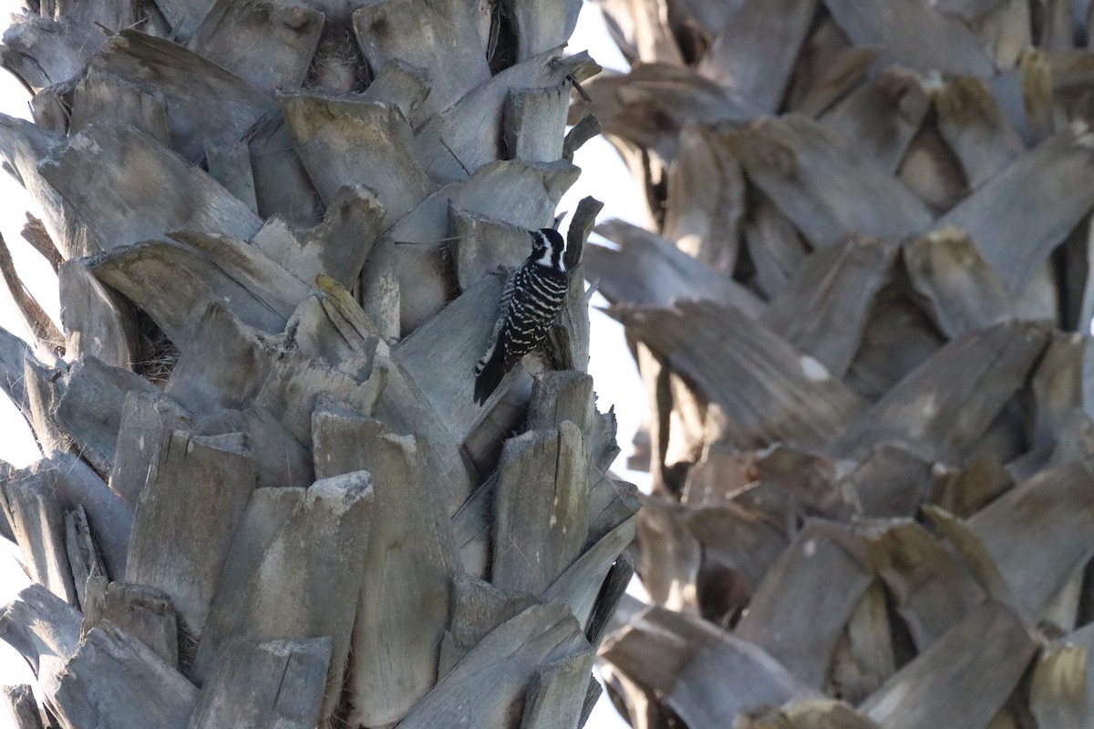 strakapoud kalifornský - ML645915076