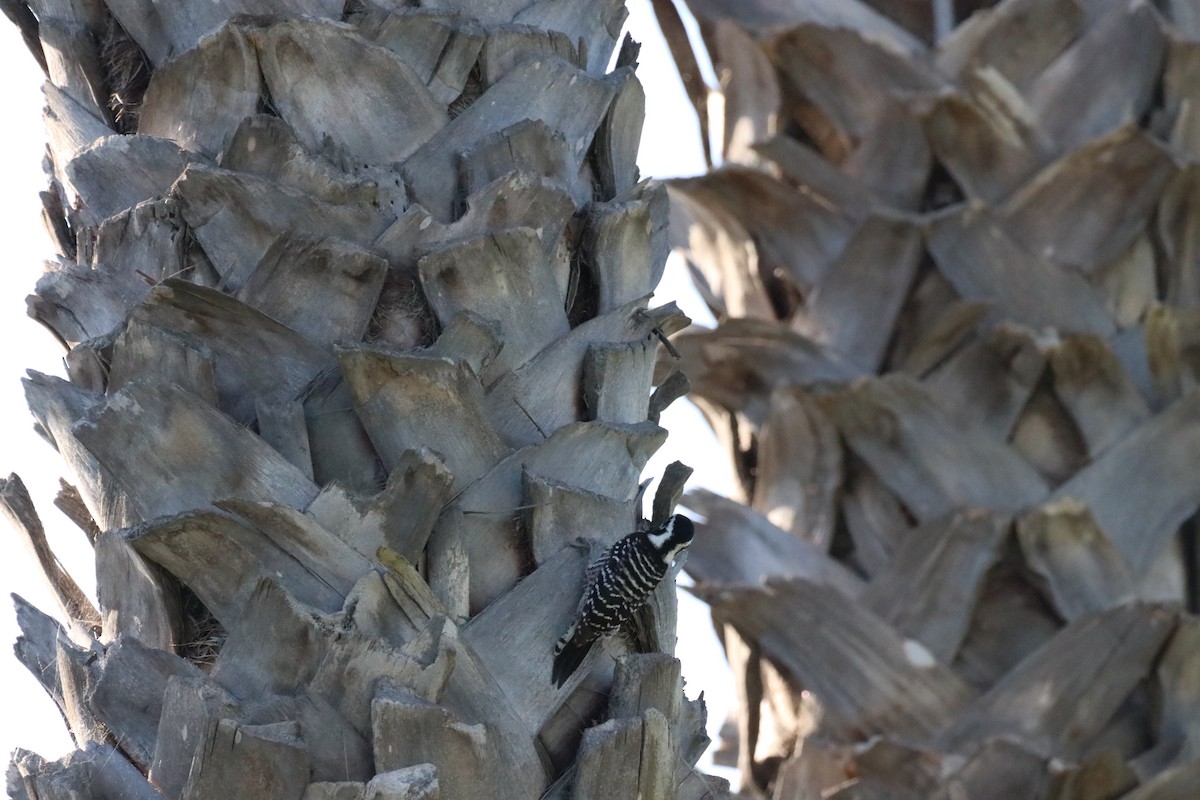 strakapoud kalifornský - ML645915077