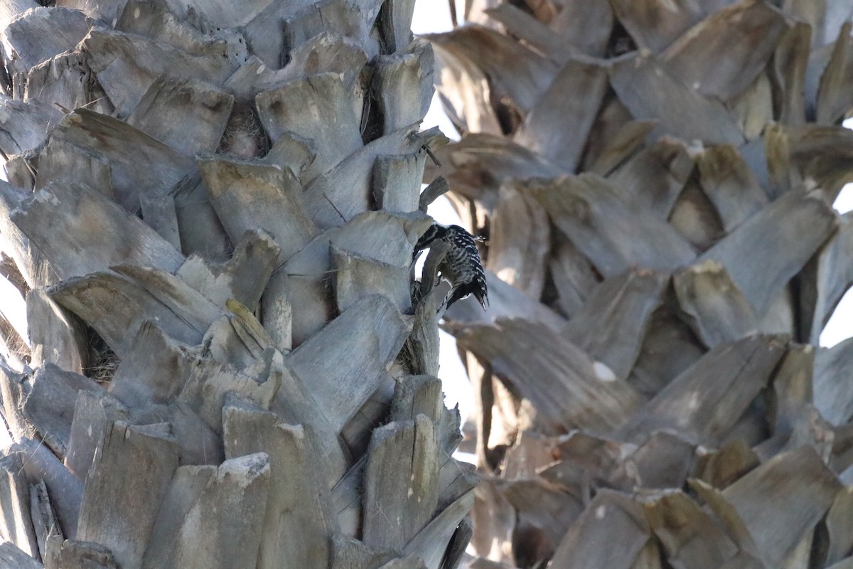 strakapoud kalifornský - ML645915078