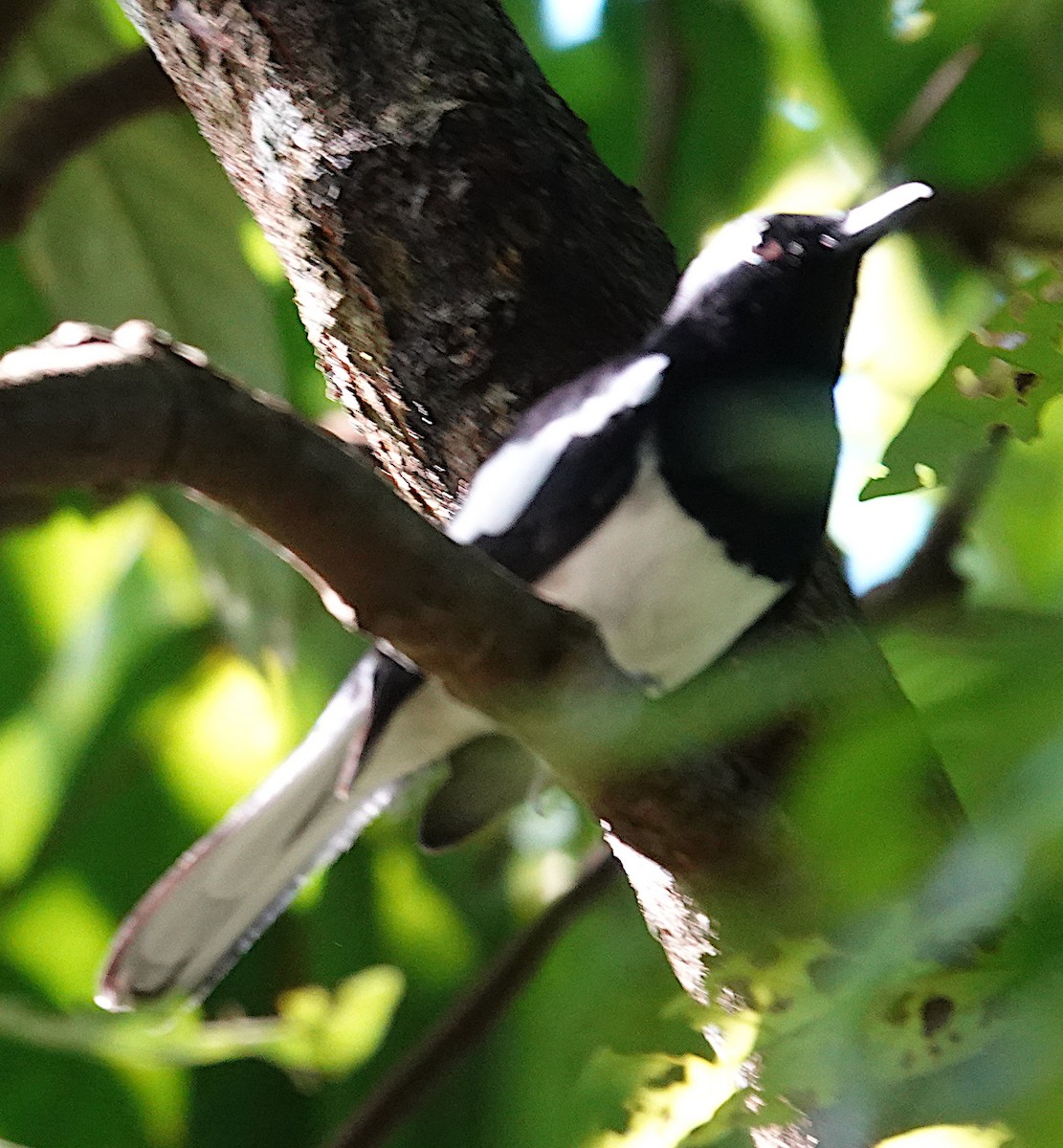 Сорочий шама - ML645915084