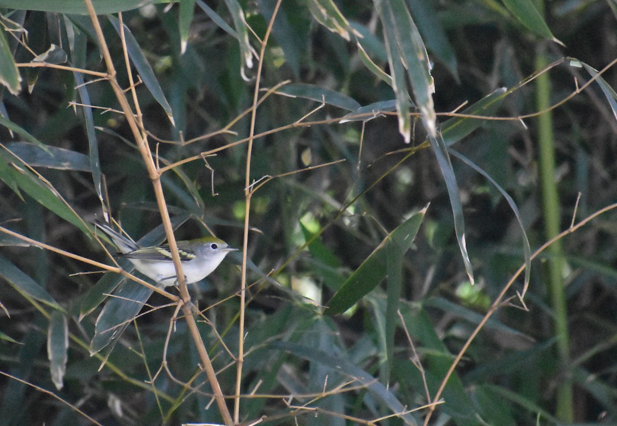 Chestnut-sided Warbler - ML645915088