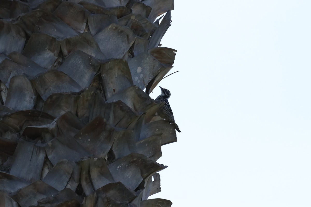 strakapoud kalifornský - ML645915093