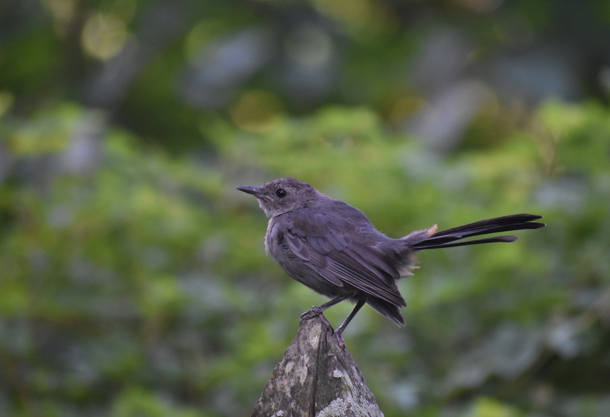 Miaulari grisa - ML645915097