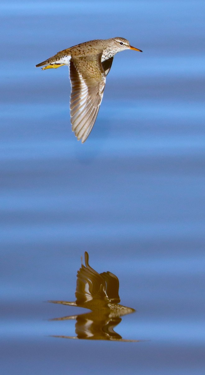 ביצנית נקודה - ML645915098