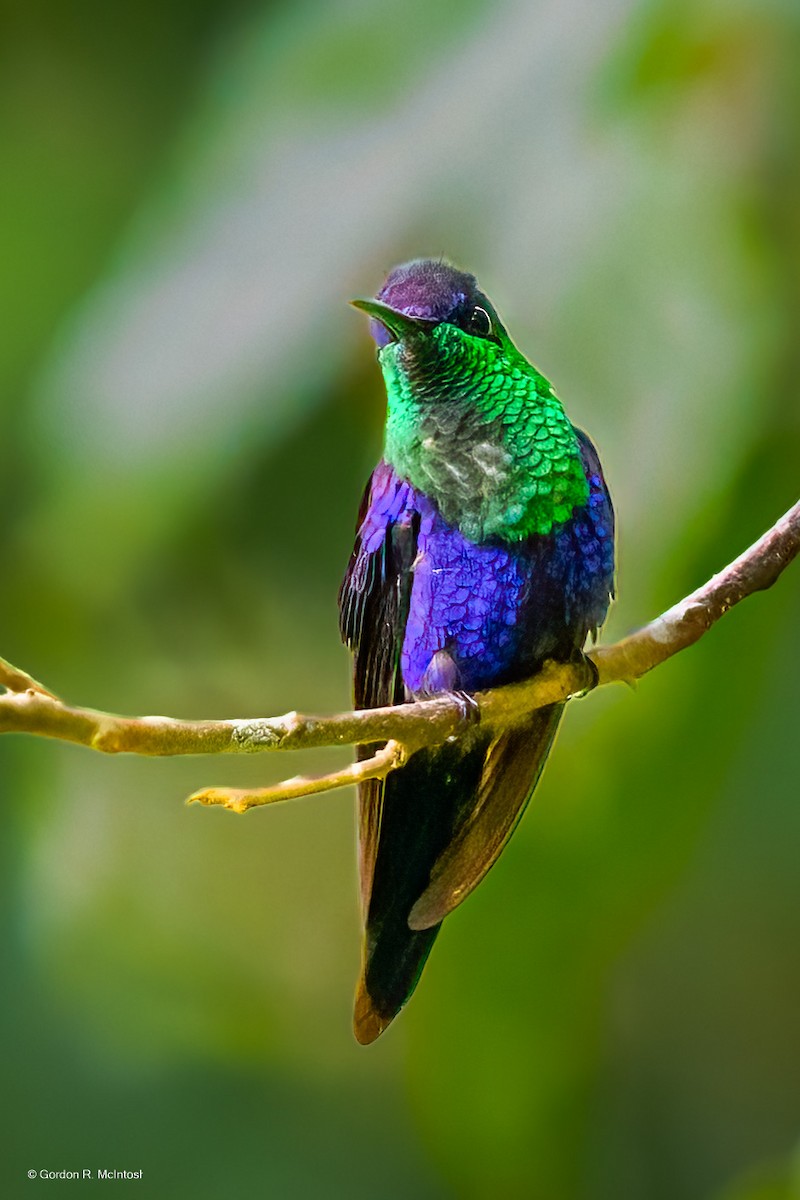 Crowned Woodnymph - ML645915101