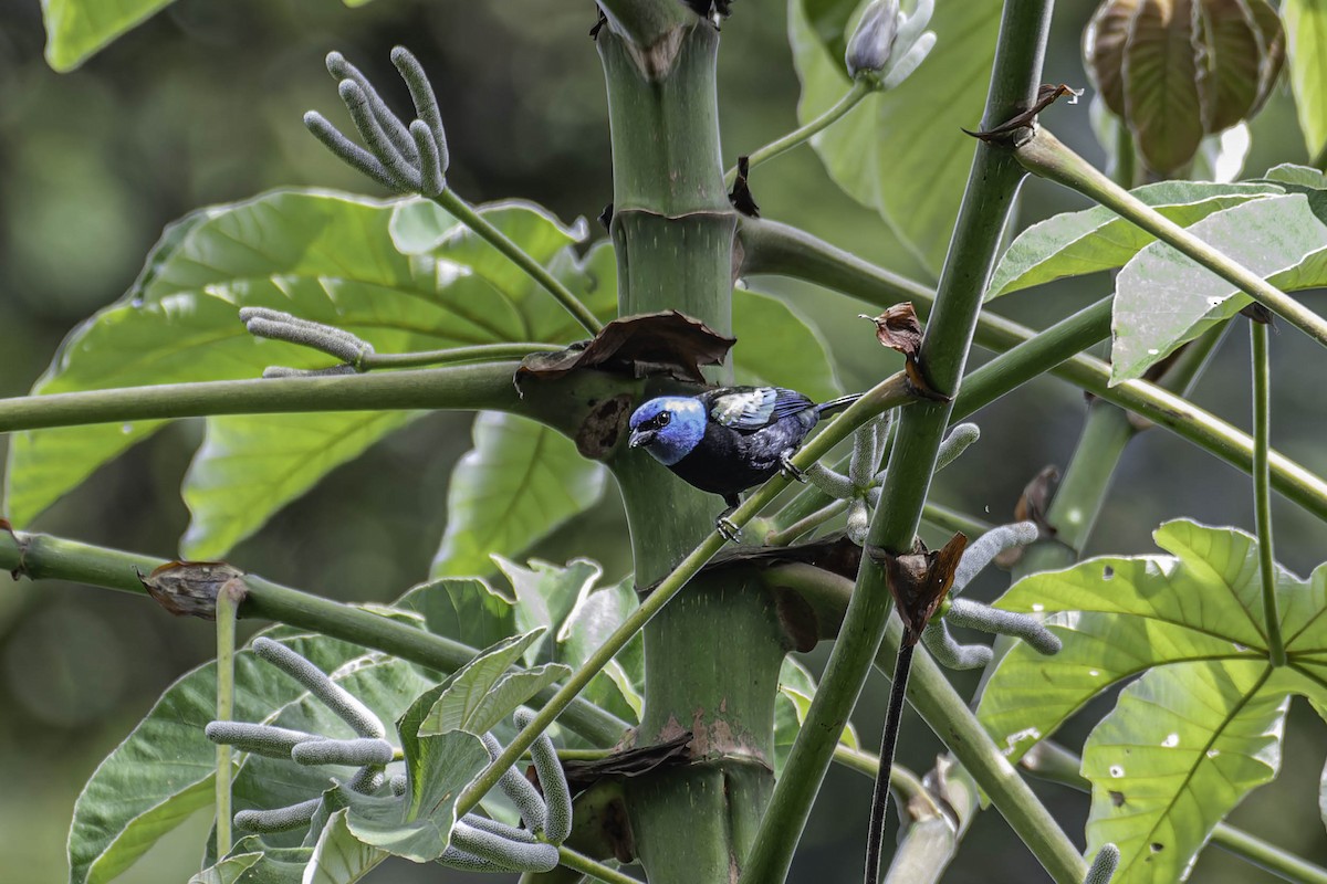 Лазурноголовая танагра - ML645915105