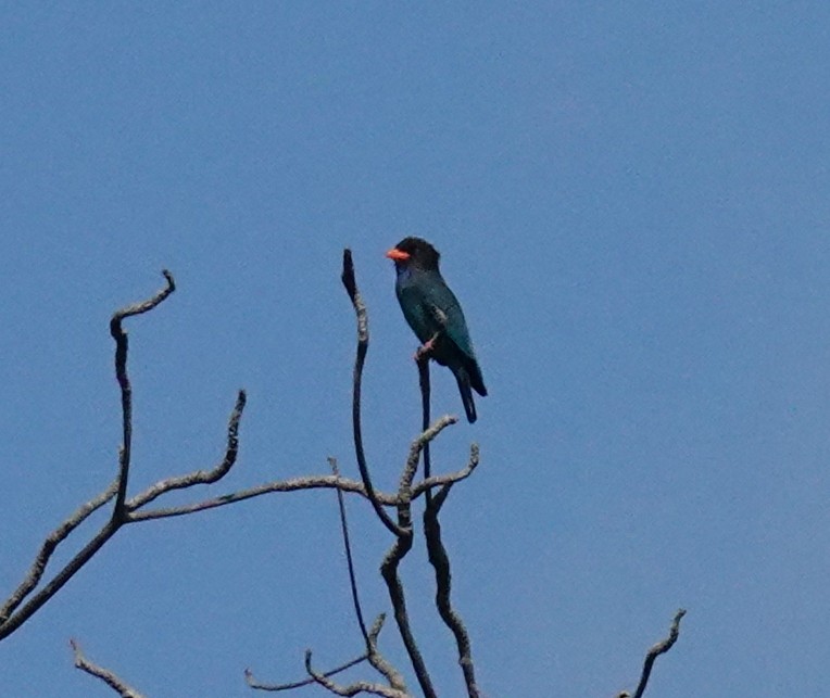 Восточный широкорот - ML645915108