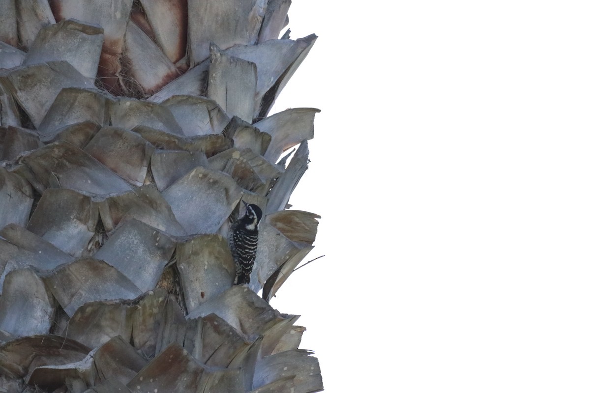 strakapoud kalifornský - ML645915112