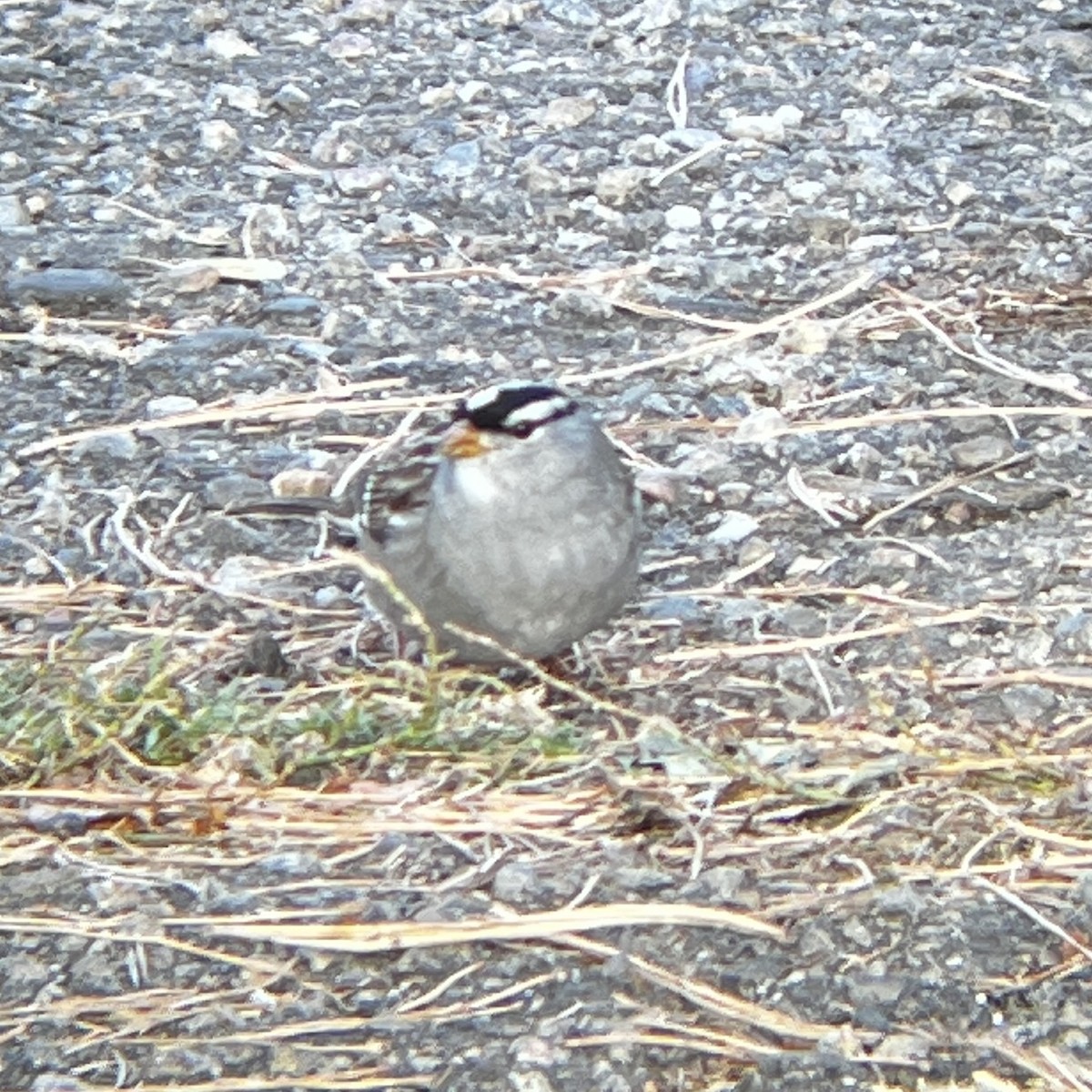 White-crowned Sparrow (oriantha) - ML645915127