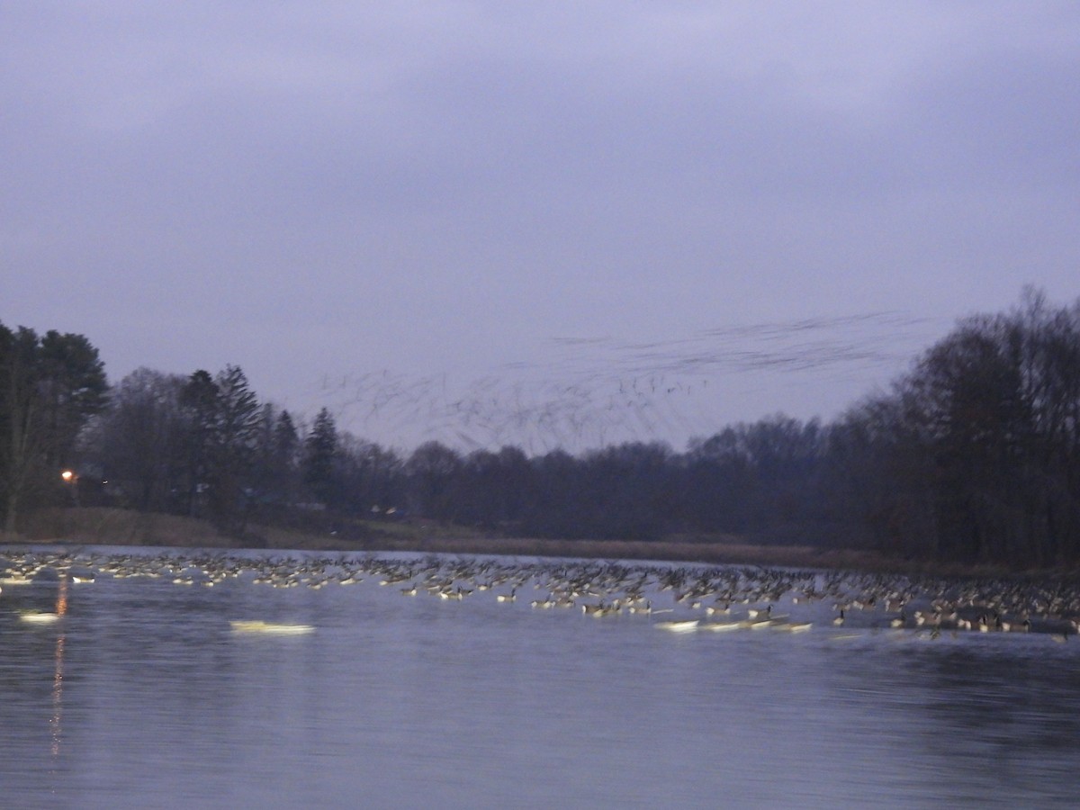 ברנטה קנדית - ML645915128