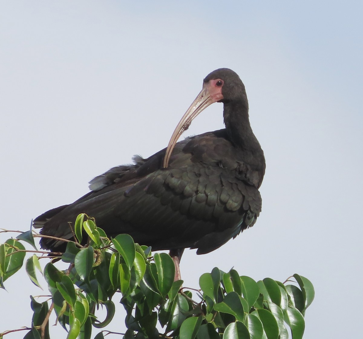 Bare-faced Ibis - ML645915129