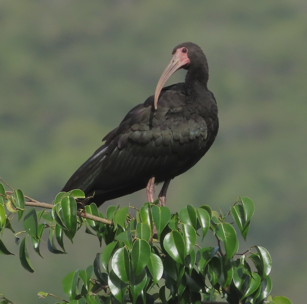 Bare-faced Ibis - ML645915130