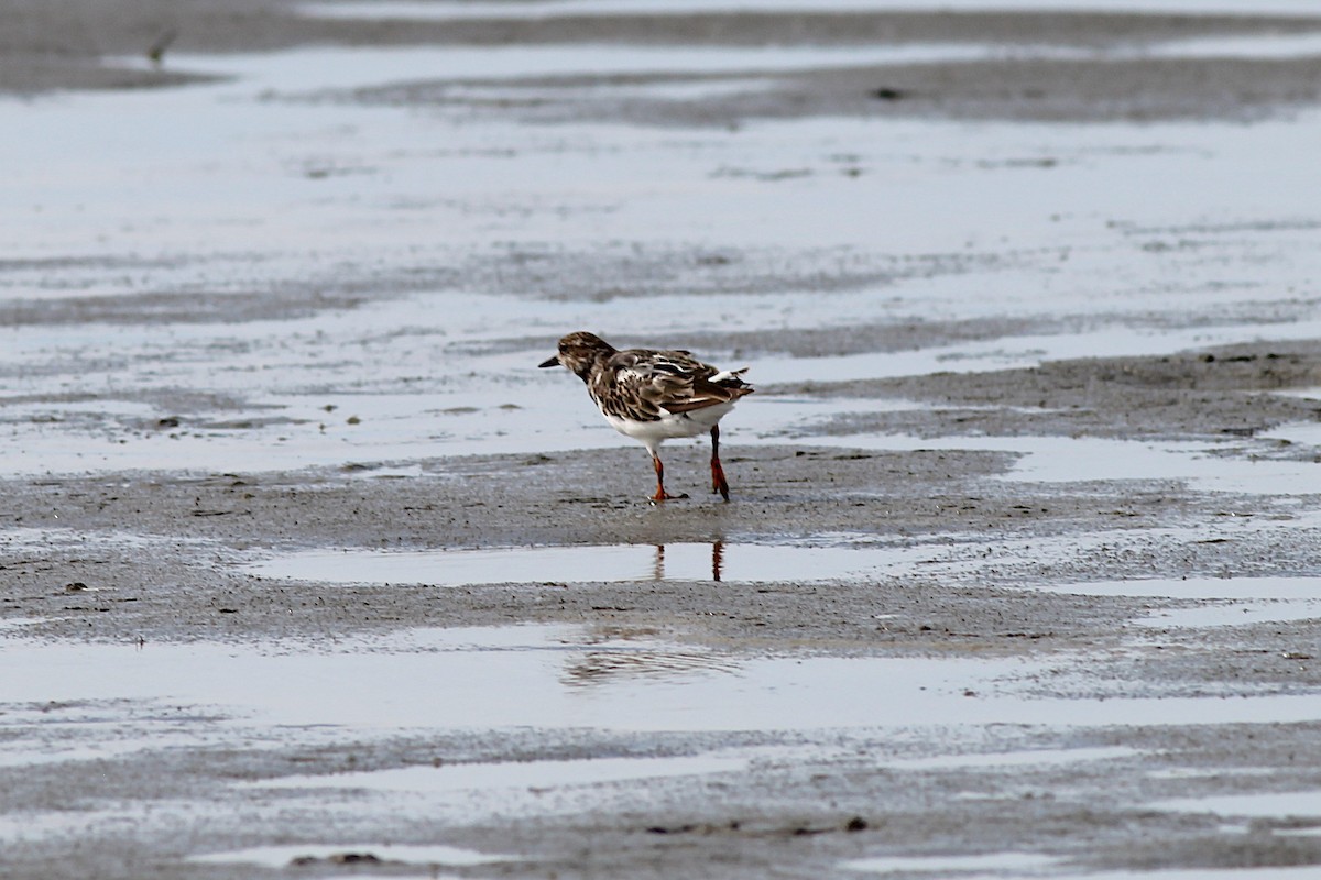 Ruddy Turnstone - ML645915134