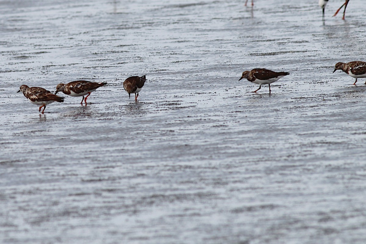 Ruddy Turnstone - ML645915136