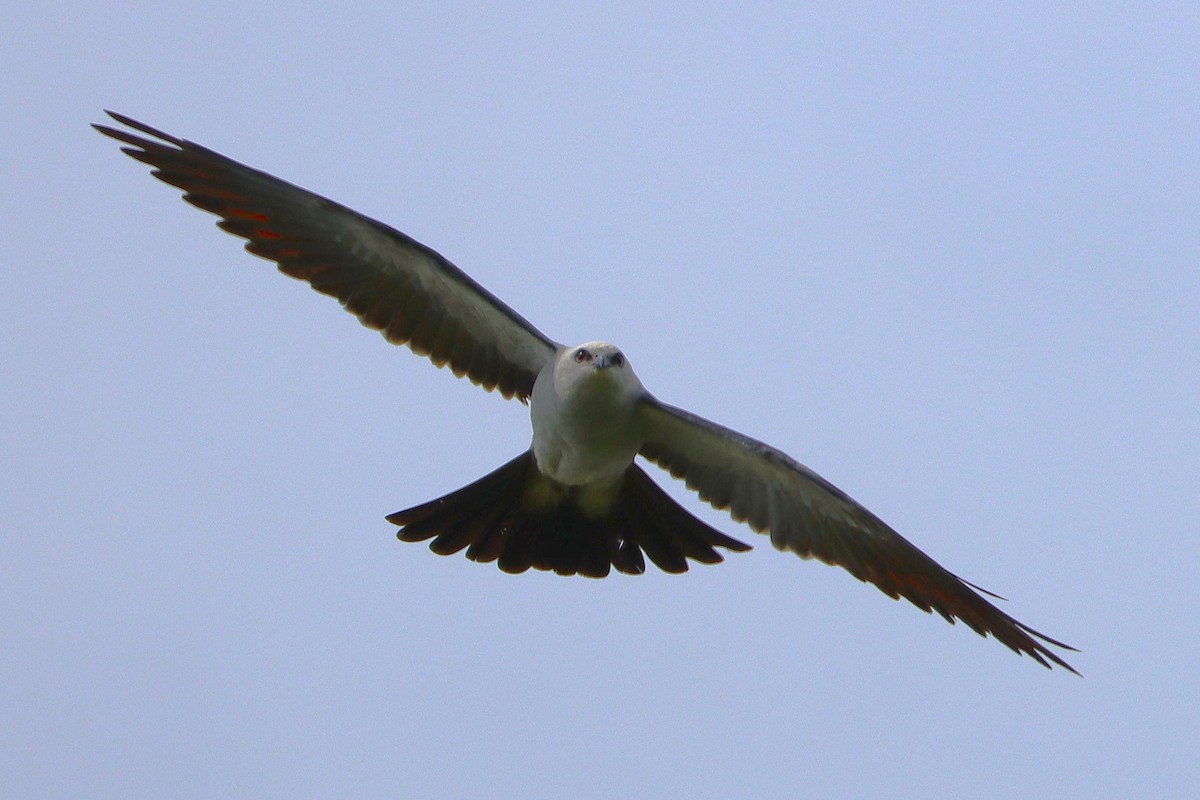 Mississippi Kite - ML645915140