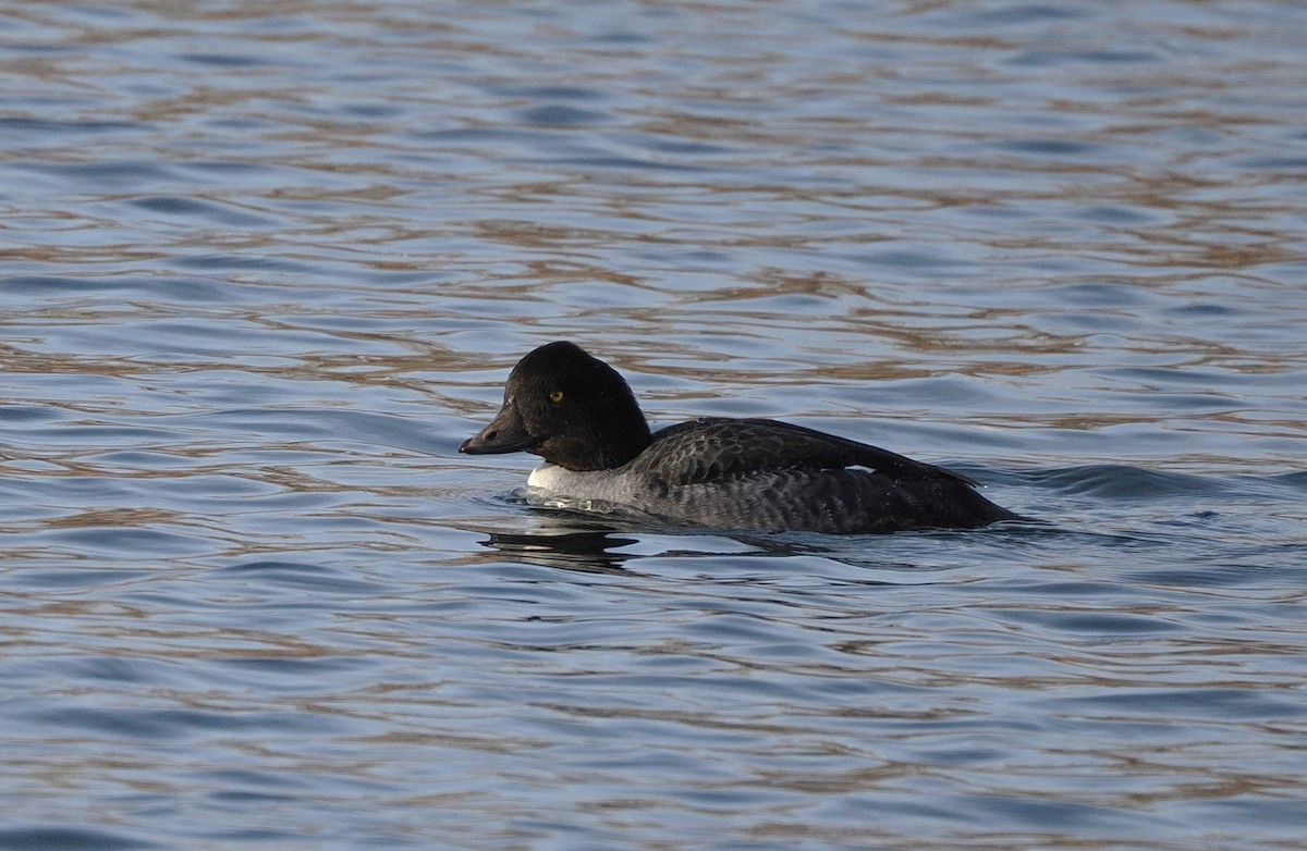 Barrow's Goldeneye - ML645915145