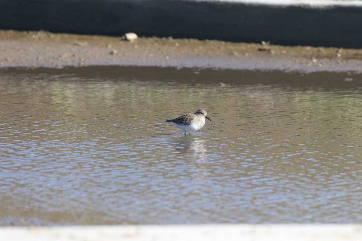 jespák drobný - ML645915146