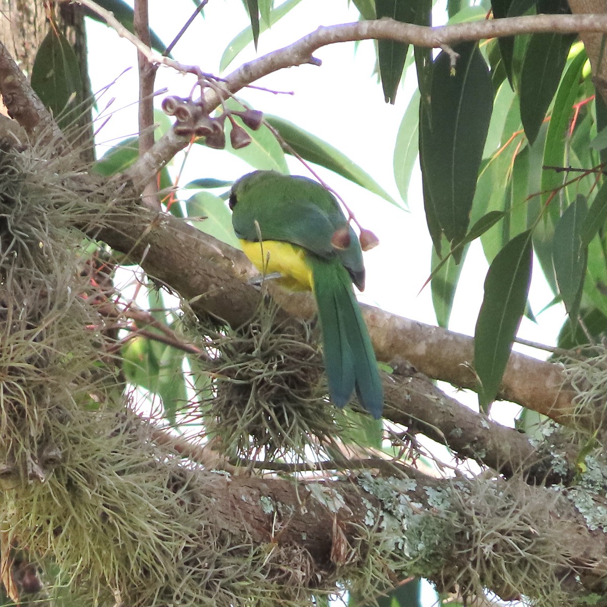 Перуанская сойка - ML645915148