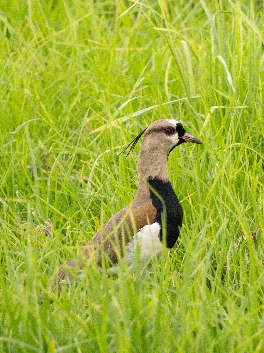 Southern Lapwing - ML645915149