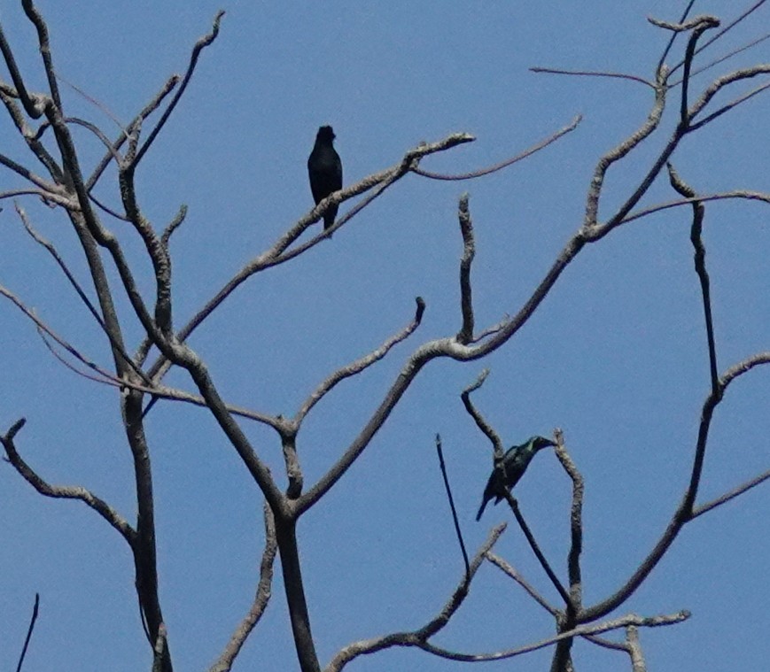 Красноглазый скворец - ML645915154