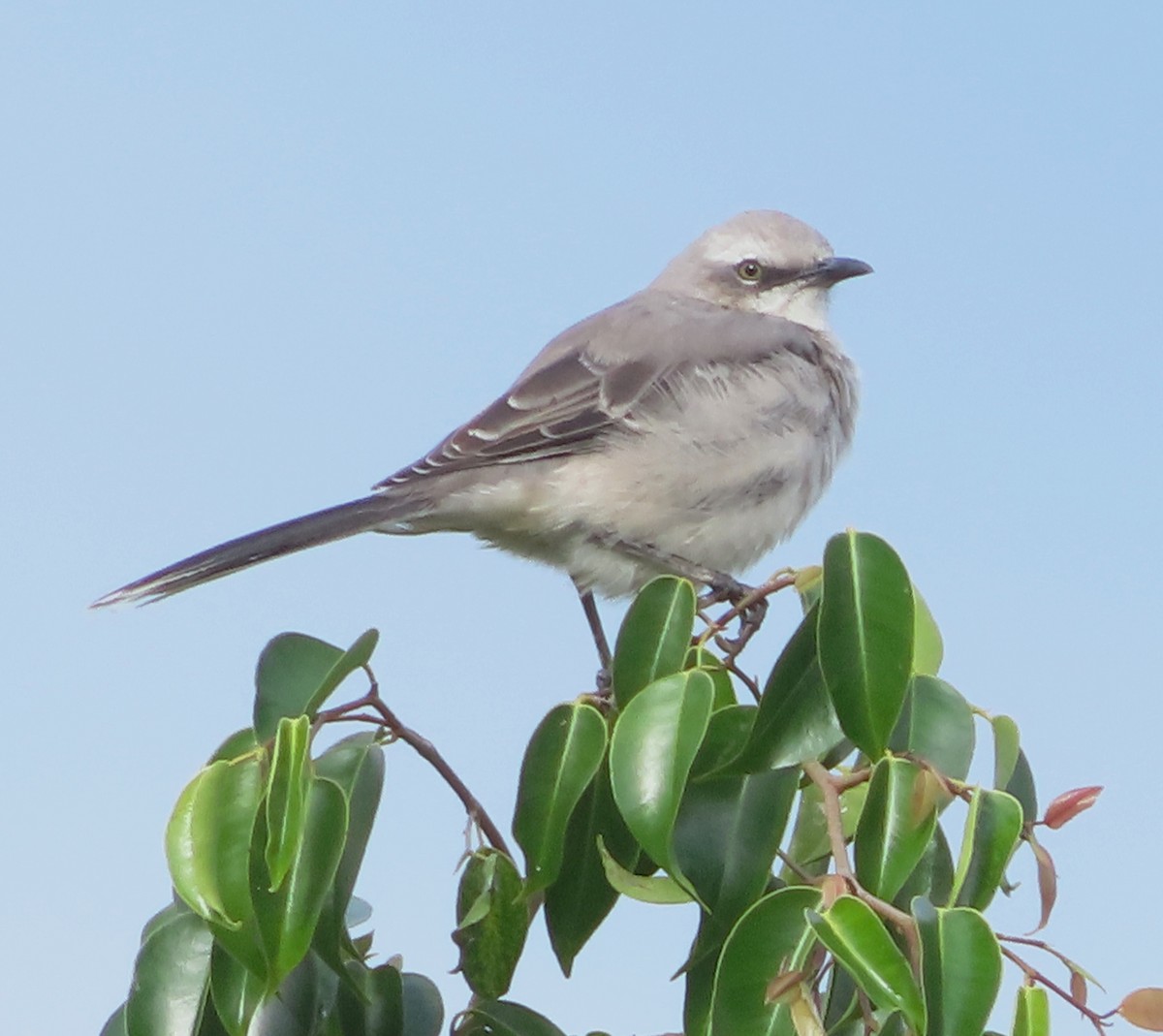 Tropikal Taklitçi - ML645915160