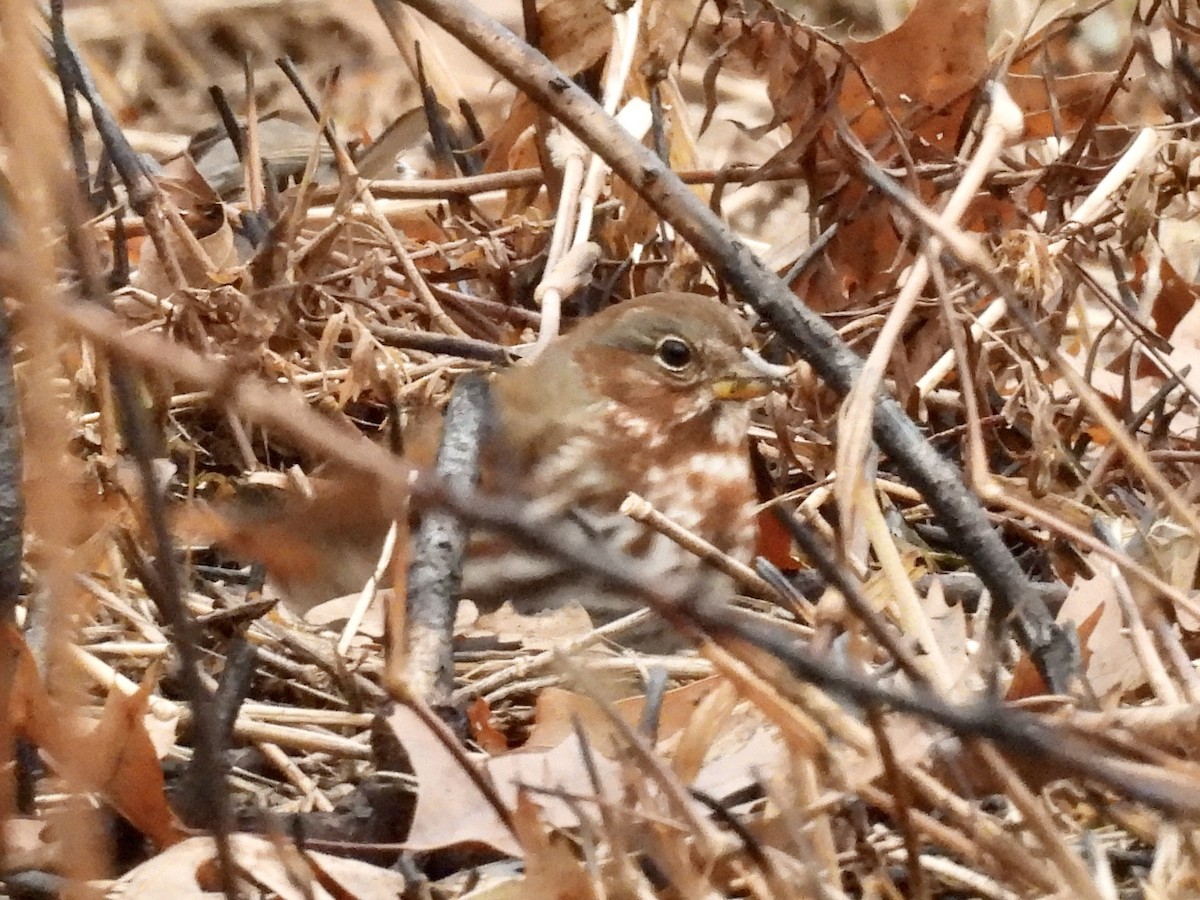 strnadec kaštanový - ML645915161