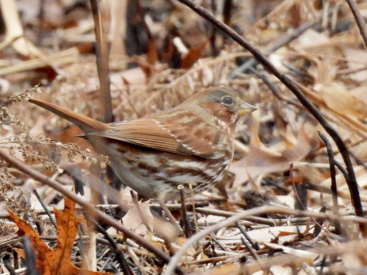 strnadec kaštanový - ML645915162