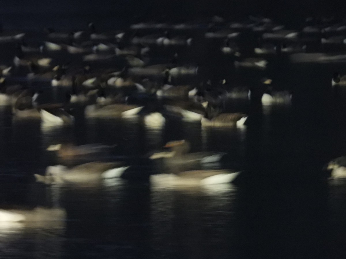 ברנטה קנדית - ML645915163