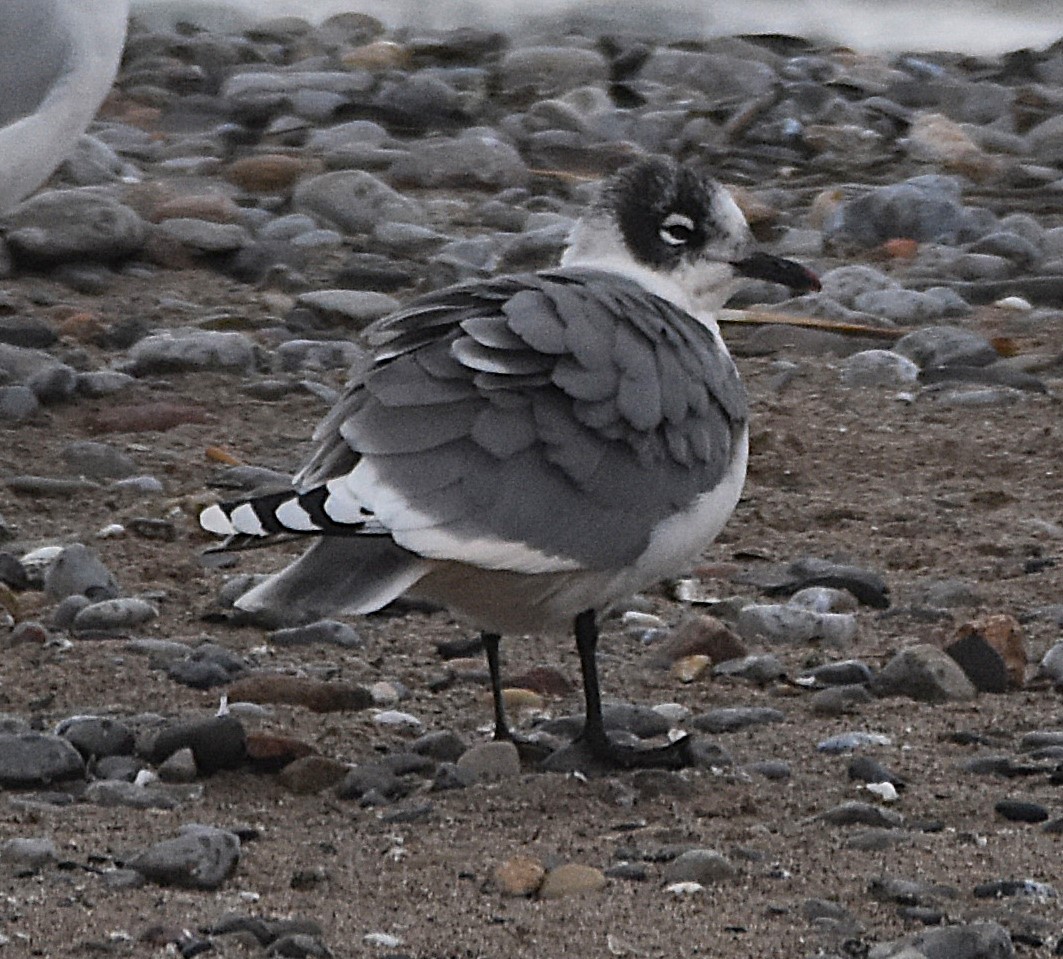 Franklin's Gull - ML645915166