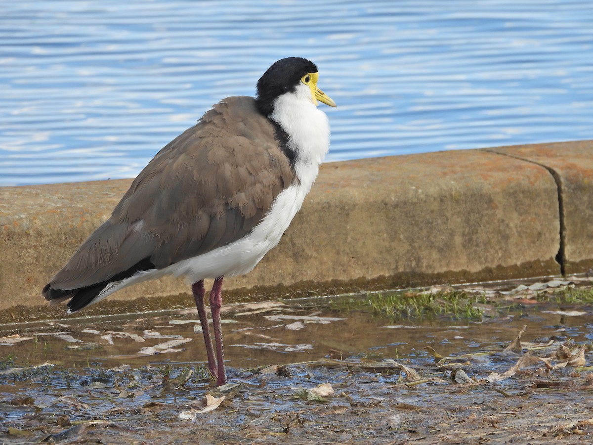 Masked Lapwing (Black-shouldered) - ML645915167